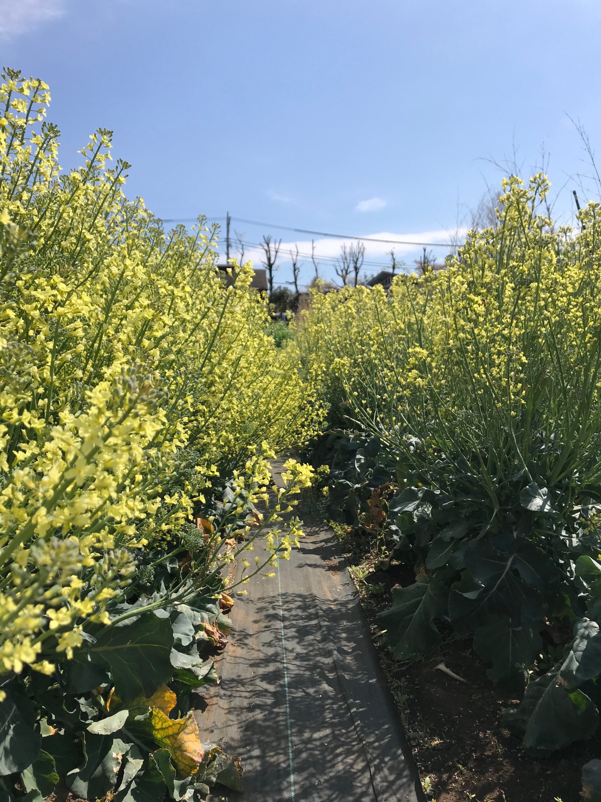 ブロッコリーの花