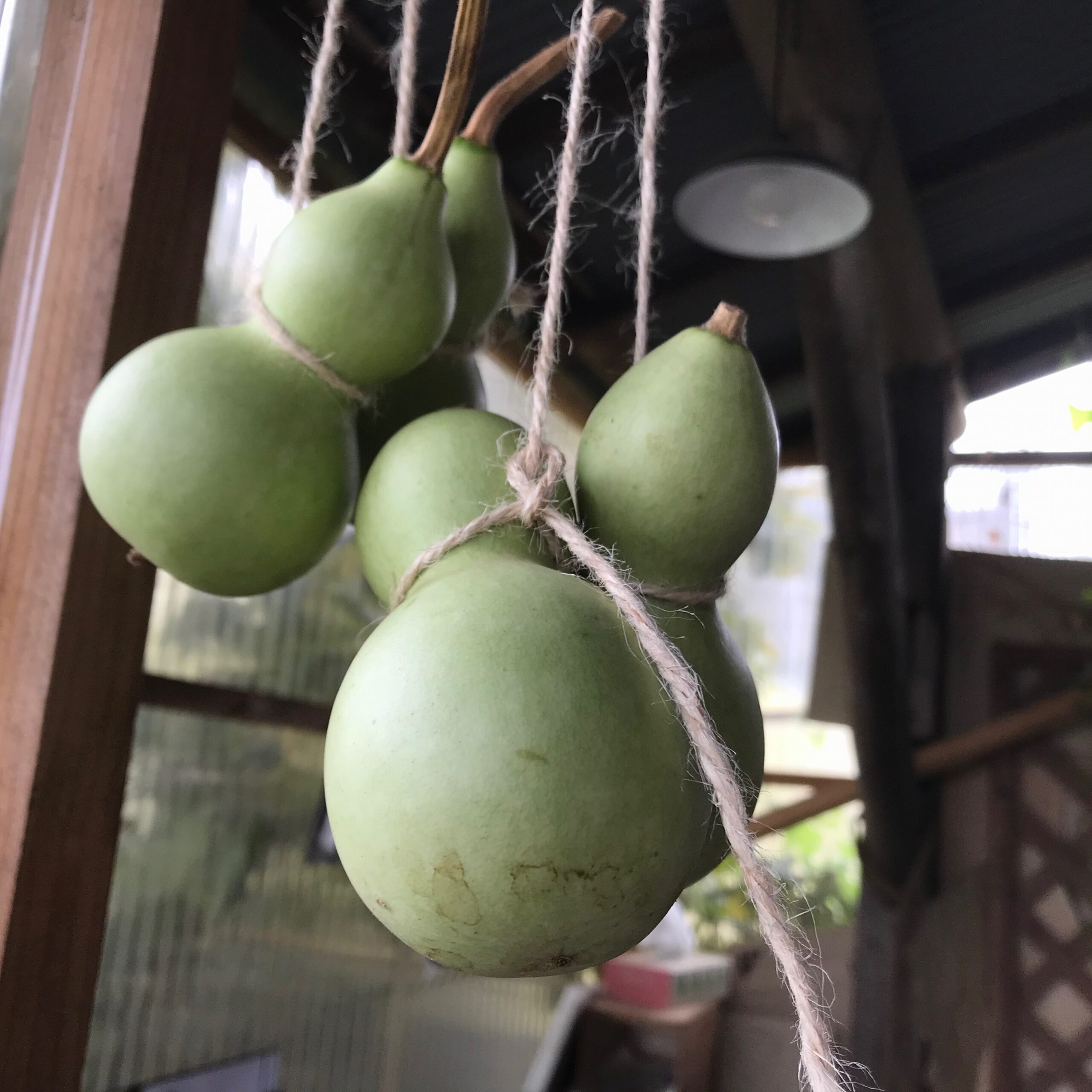 ひょうたん」と「かんぴょう」違いをご存知ですか？ - Kuwatote