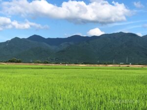 新潟県五泉市MOZAEMON農場