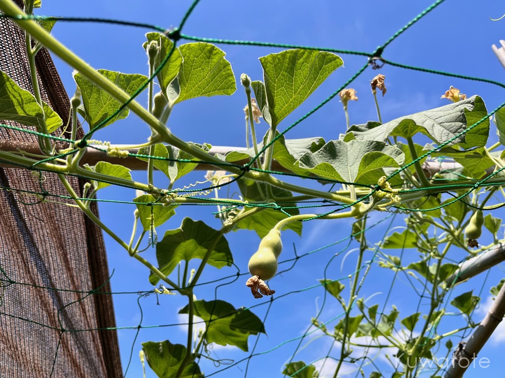 ひょうたんを知ろう！ -種から発芽し成長してまた種ができるまで