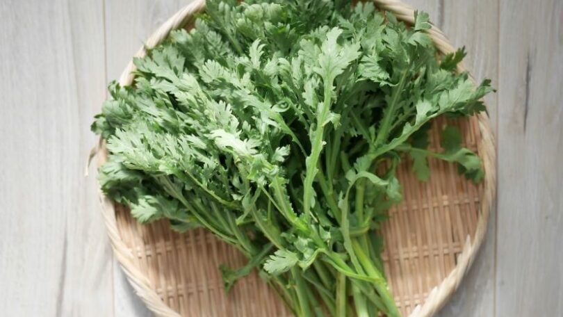 【冬野菜物語】シュンギク A story of winter vegetables: garland chrysanthemum