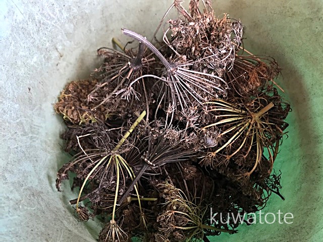 にんじんの種