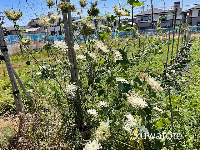 にんじんの花　トウ立ち