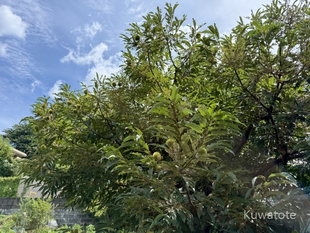 夏の栗の木