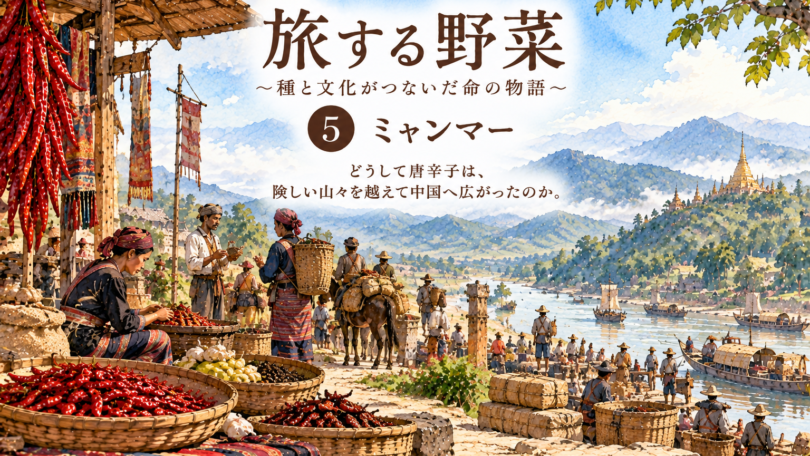 旅する野菜_唐辛子_ミャンマー