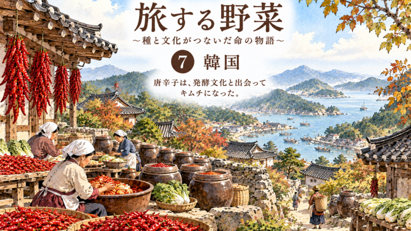 旅する野菜_唐辛子_韓国