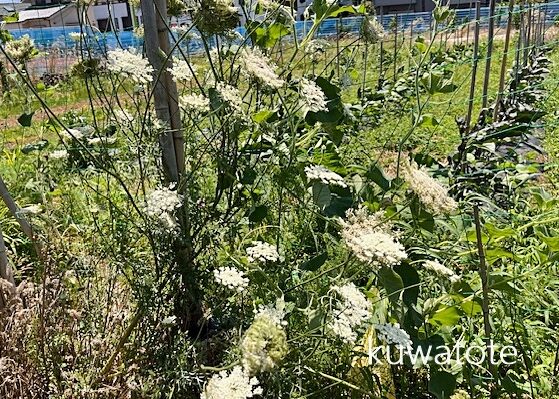 にんじんの花 トウ立ち